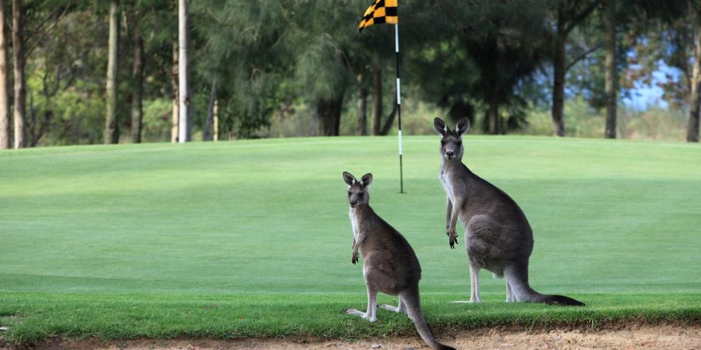 Tee off with kangaroos for company
